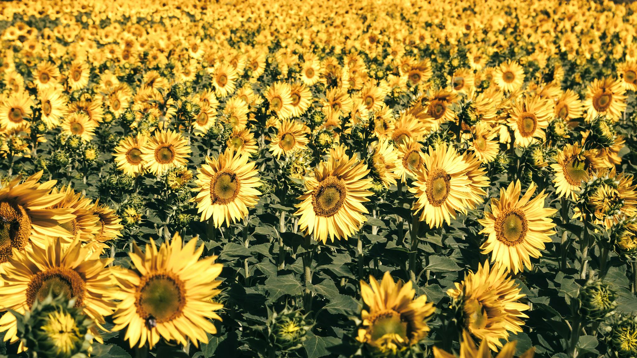 A breathtaking view of a vast sunflower field in full bloom under the summer sun.