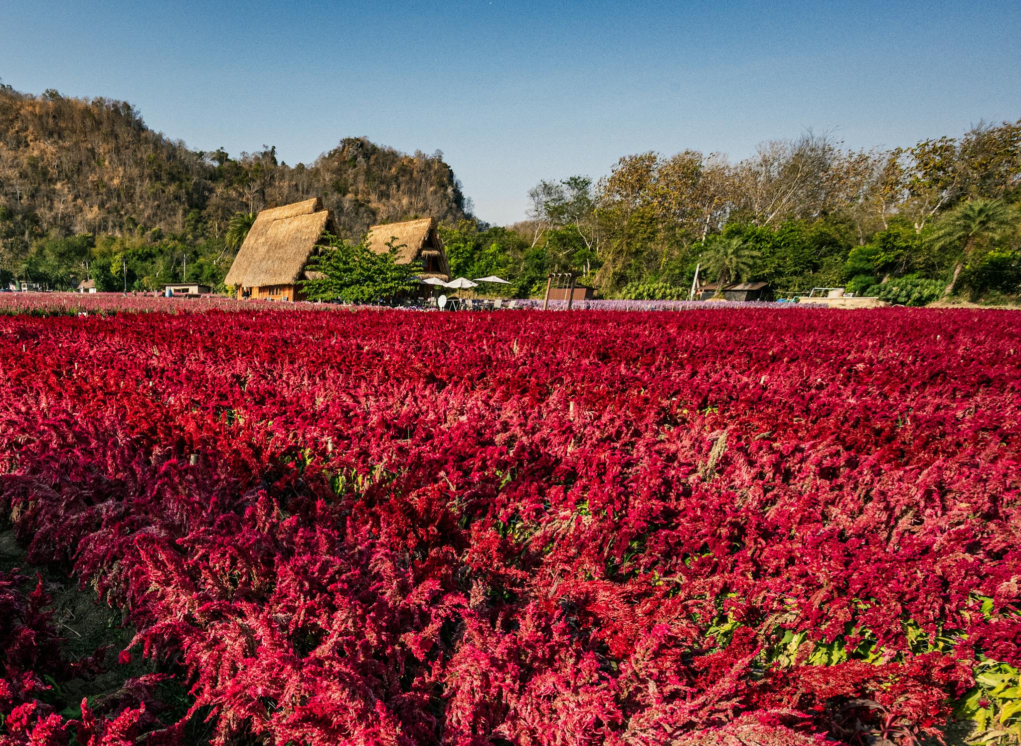 Explore the vivid celosia fields in rural Thailand set against a lush mountainous backdrop.